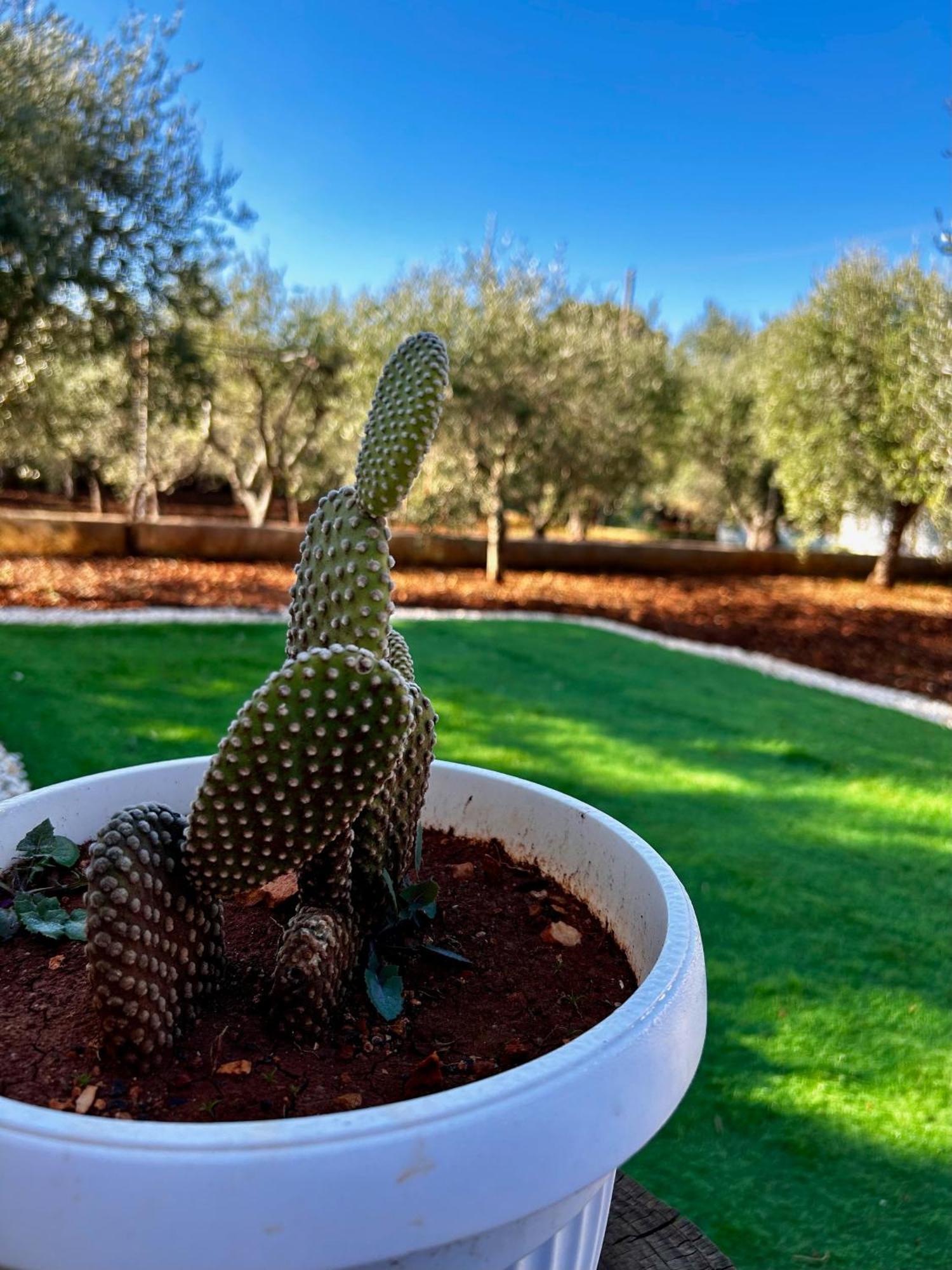 Villa Amorina Ostuni Zewnętrze zdjęcie